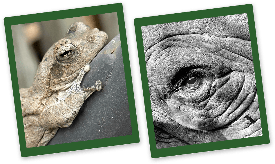 DCC image